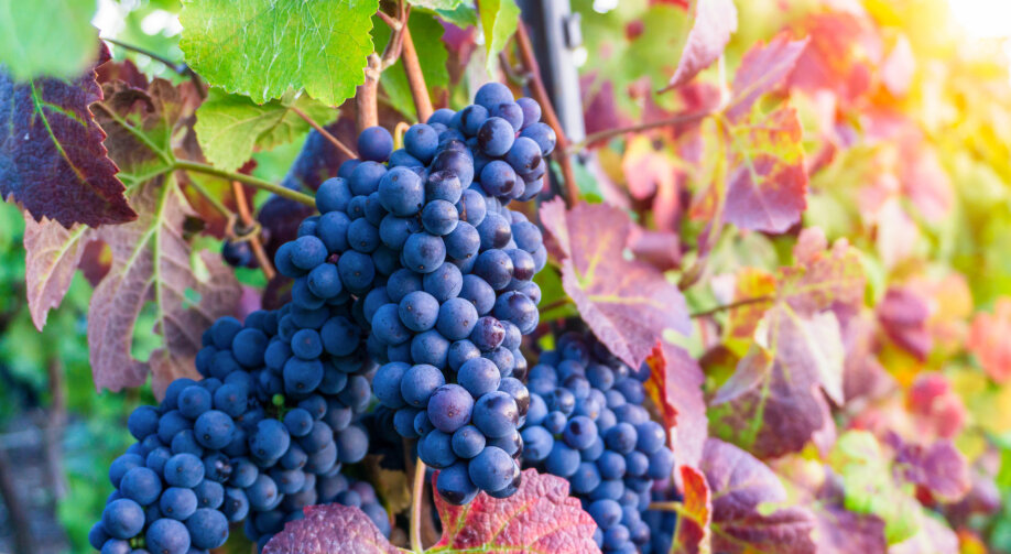 Winogrona – uprawa, odmiany i sadzonki. Kiedy przycinać winorośle?